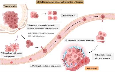 gC1qR: A New Target for Cancer Immunotherapy